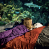 Kids can take an immersion tour or have an aquarium sleepover at the National Aquarium.  Photo by Chris Mattle
